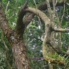 Acacia heterophylla Tamarin des hauts  Fabaceae Endémique La Réunion 478.jpeg